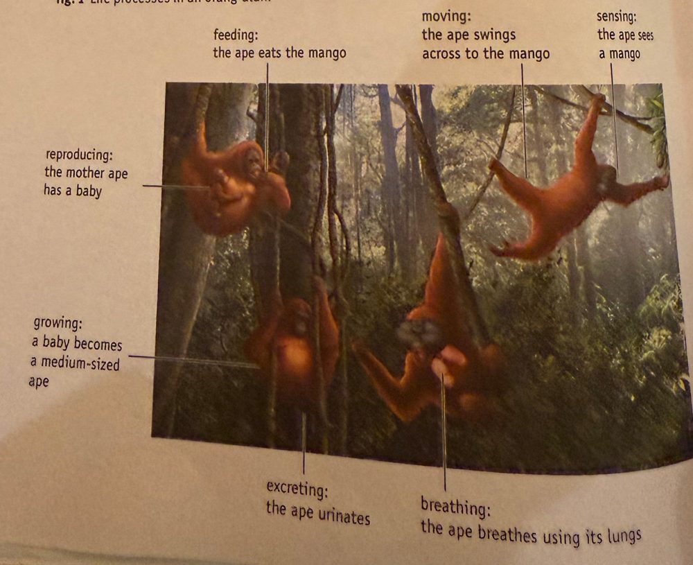 Orang-utans in the forest with the seven life processes labelled