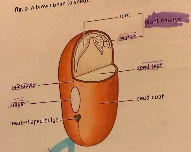 Drawing of a brown bean cut open with the parts labelled