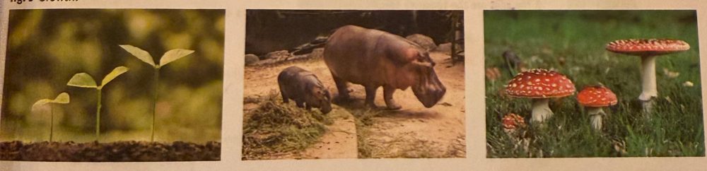 Growth: seedlings, a hippo with its calf, mushrooms