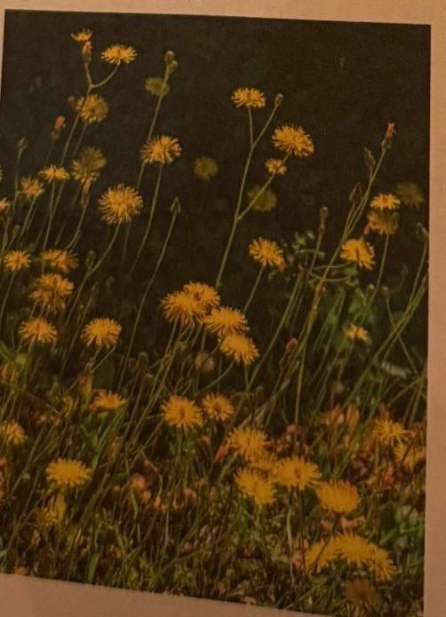 Hawksbeard, yellow flowers like dandelions