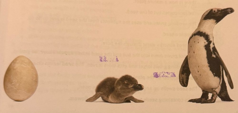 Penguin egg, chick and adult penguin