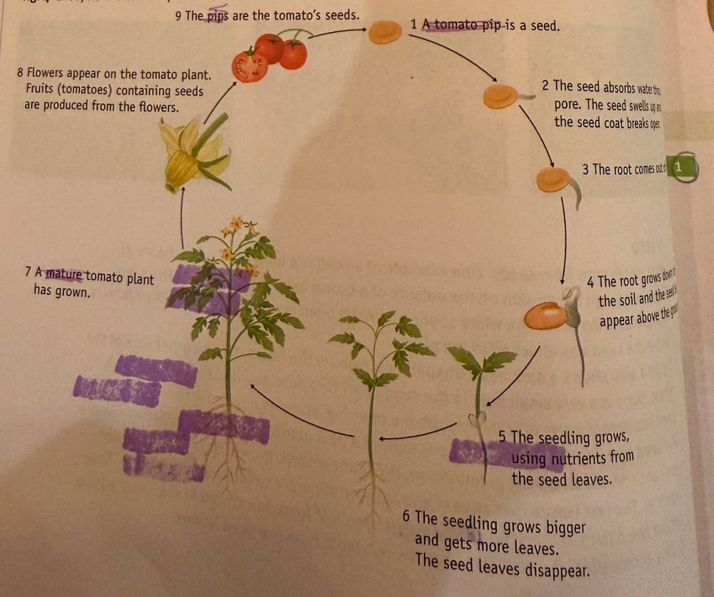 Lifecycle of a tomato plant in nine drawn steps