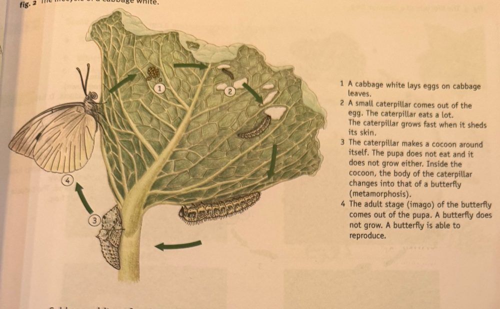 Lifecycle of a cabbage white on a cabbage leaf: eggs, caterpillar, pupa, butterfly