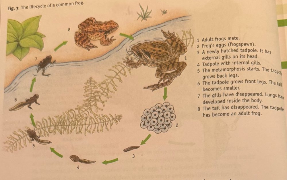 Lifecycle of a common frog in eight drawn steps around a pond