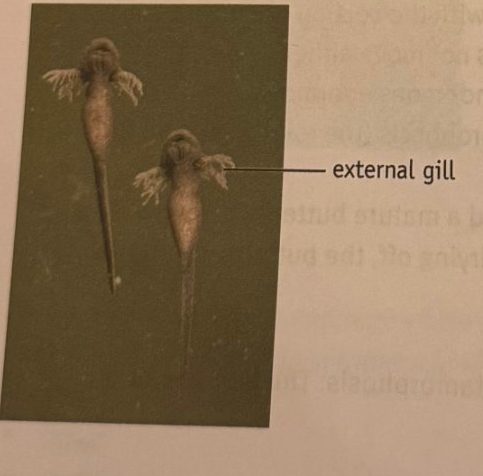 Young tadpoles with feather-like external gills