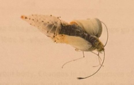 Cabbage white just out of the pupa, wings still crumpled