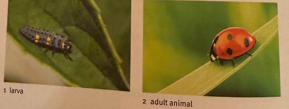 Ladybird larva and adult ladybird
