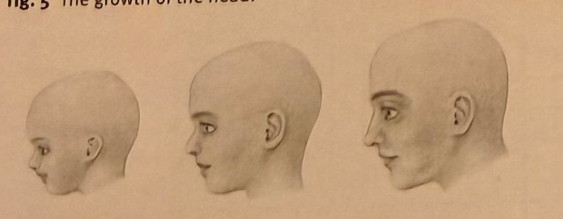Three drawings of a head: baby, child, adult