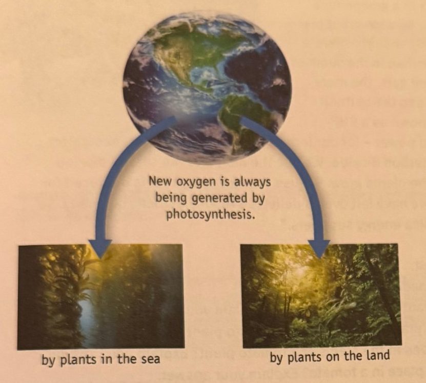The Earth with arrows to plants in the sea and plants on land: new oxygen is always being generated by photosynthesis