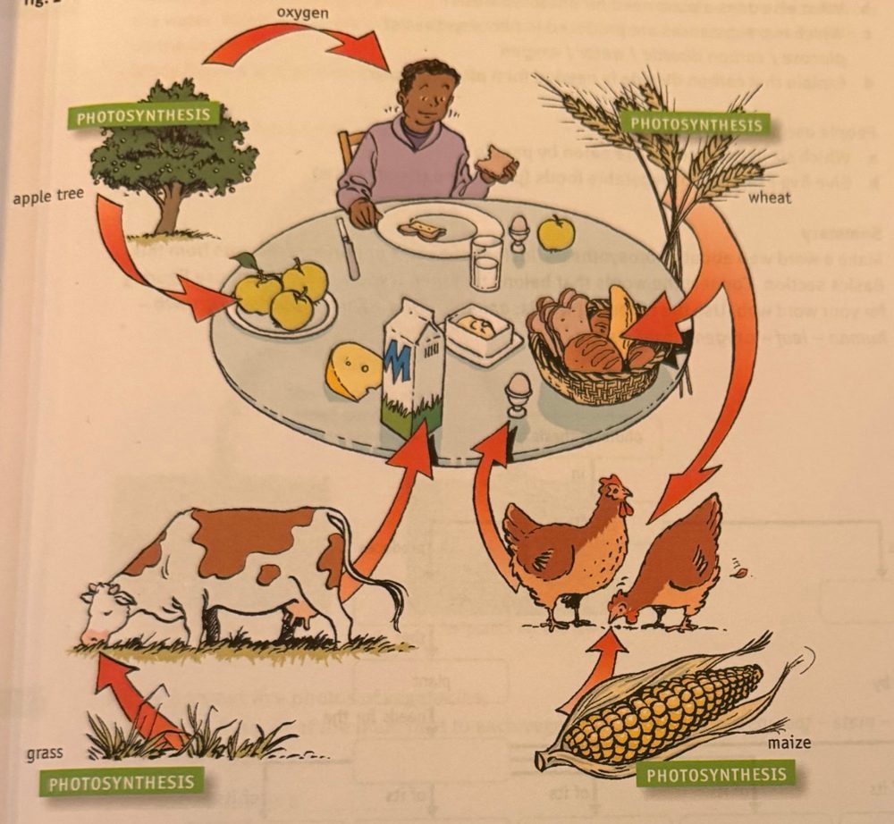 Apple tree, wheat, grass and maize make food via photosynthesis; a cow and chickens eat plants; a person eats apples, bread, milk, eggs