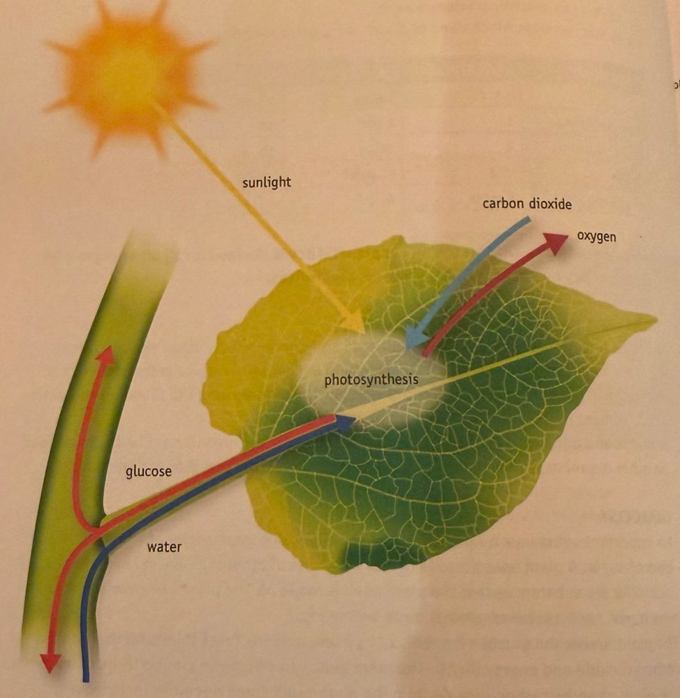 A leaf with arrows: sunlight and carbon dioxide go in, oxygen goes out, water comes up the stem and glucose goes down